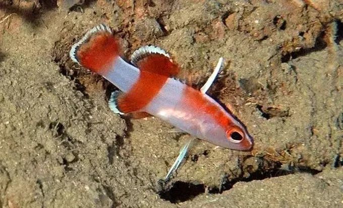 水族排名_水族服饰(3)