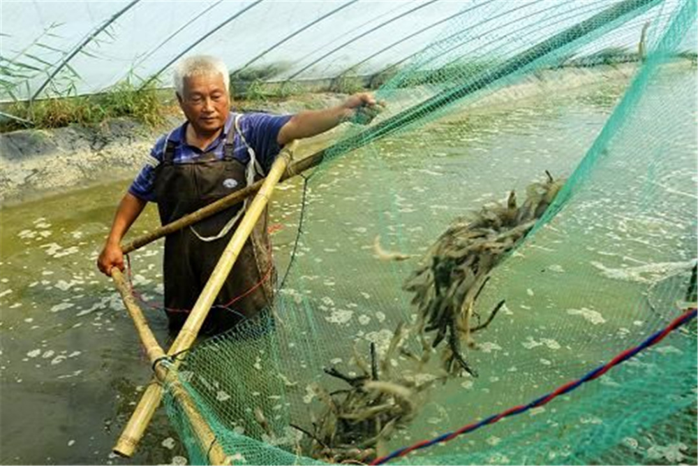 虾塘的水质如何管理