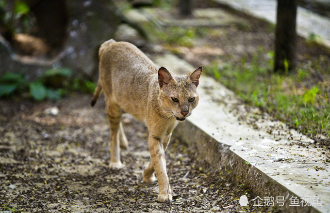 长辈口中非常邪乎的"野狸子",传闻喜欢吃猫,曾智杀6米