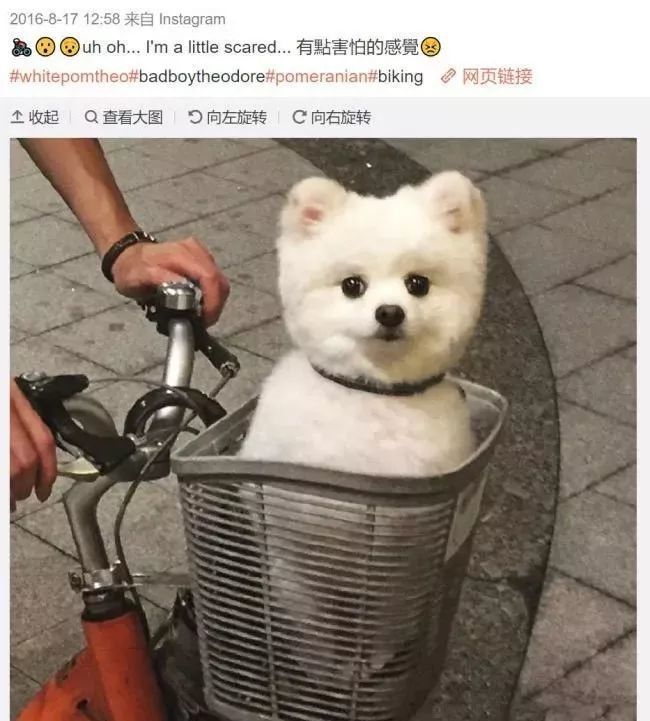一起去拍杂志,经常在他自己的主页晒出狗狗的萌照,他爱自己的狗狗爱到