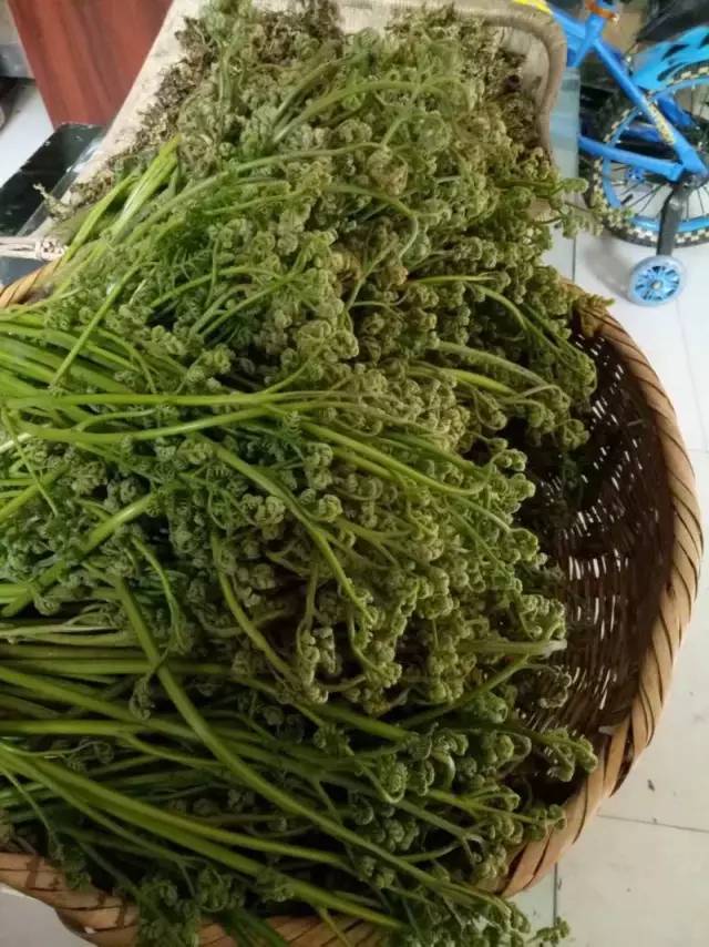 礼县人你还记得那些寻野菜的日子吗?