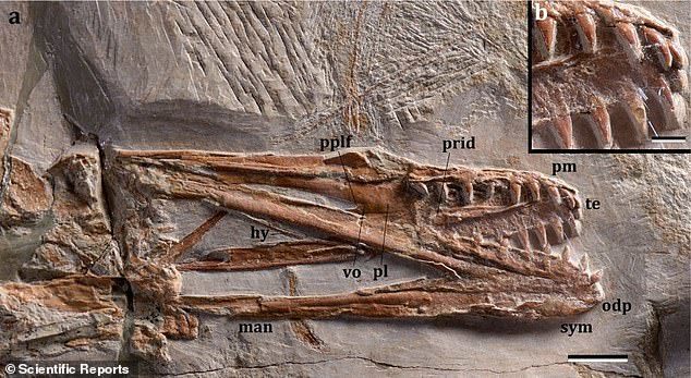 mimodactylus libanensis恐龙化石