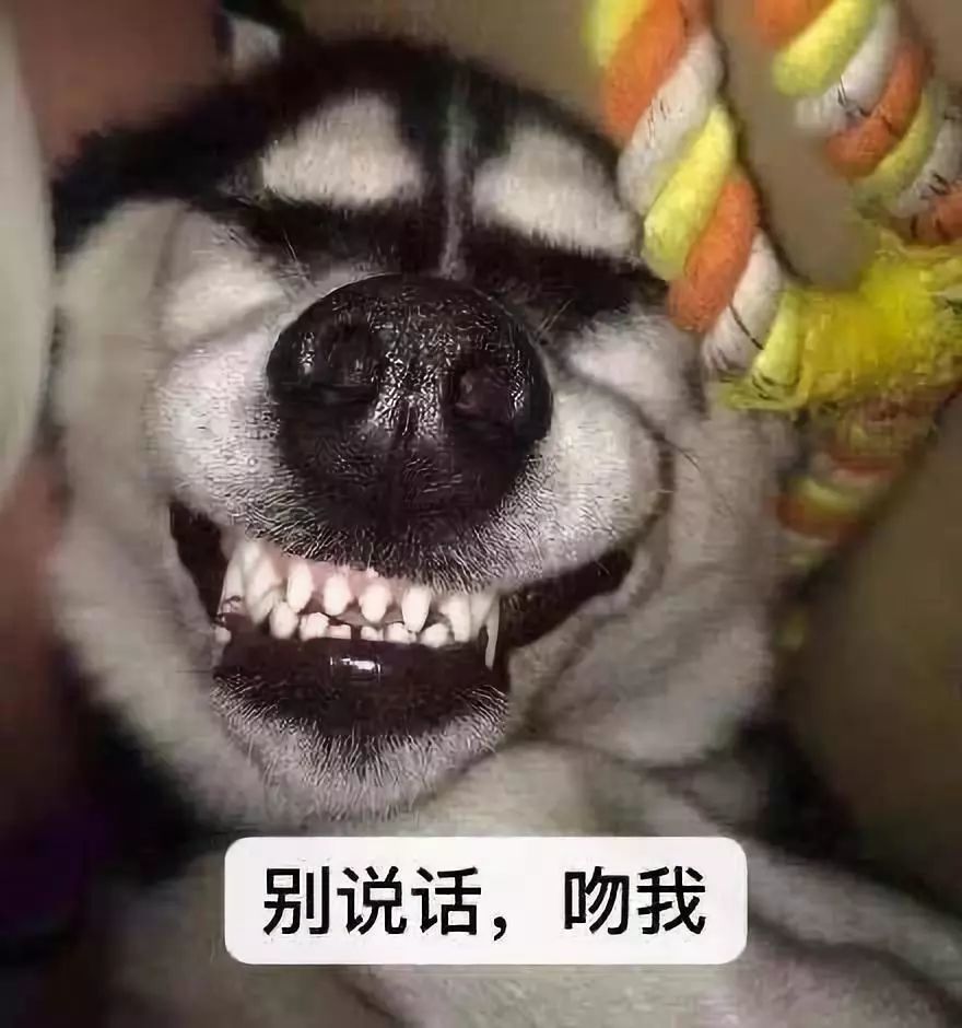 但事实证明,从小训练一只哈士奇,规范它的行为,人家也能胜任很多工作