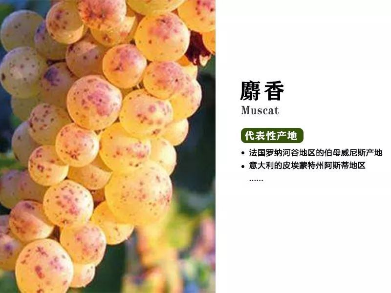 所谓的"麝香葡萄",有很多亚种,被称为"小粒麝香"的品种所酿制的葡萄酒