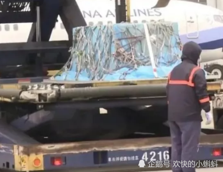高以翔水晶棺已运回台北,看到这个场景,众人表示终于回家了