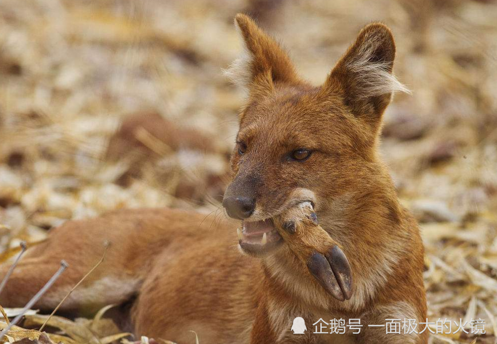 网友:群豺秒杀群狼