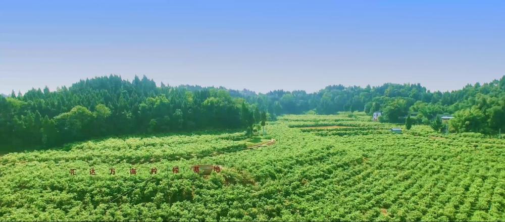 潼南柏梓镇柠檬种植基地.图片由受访者提供
