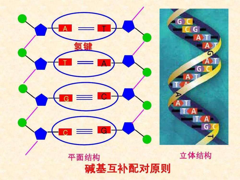 碱基对是指碱基两两排列,并且有一定规则:a(腺嘌呤)一定对应着t(胸腺