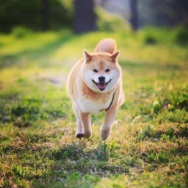 这只柴犬的笑容,治愈了无数网友