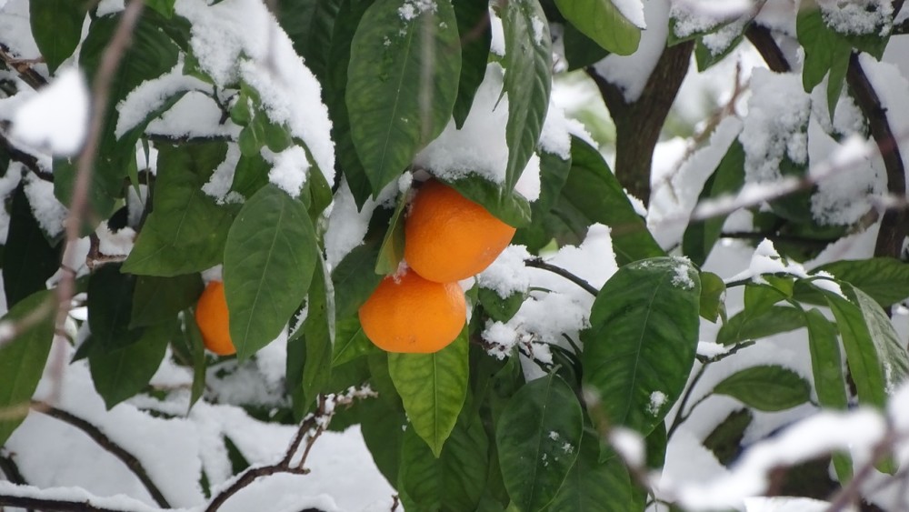 冬天果树怎样防冻防寒?抗寒抗逆,减少落果,这种元素在