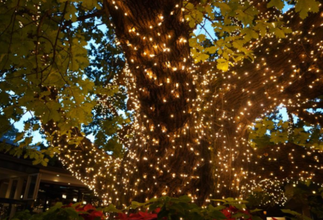 神奇的"发光树",不仅能发光照明,还有治病功效