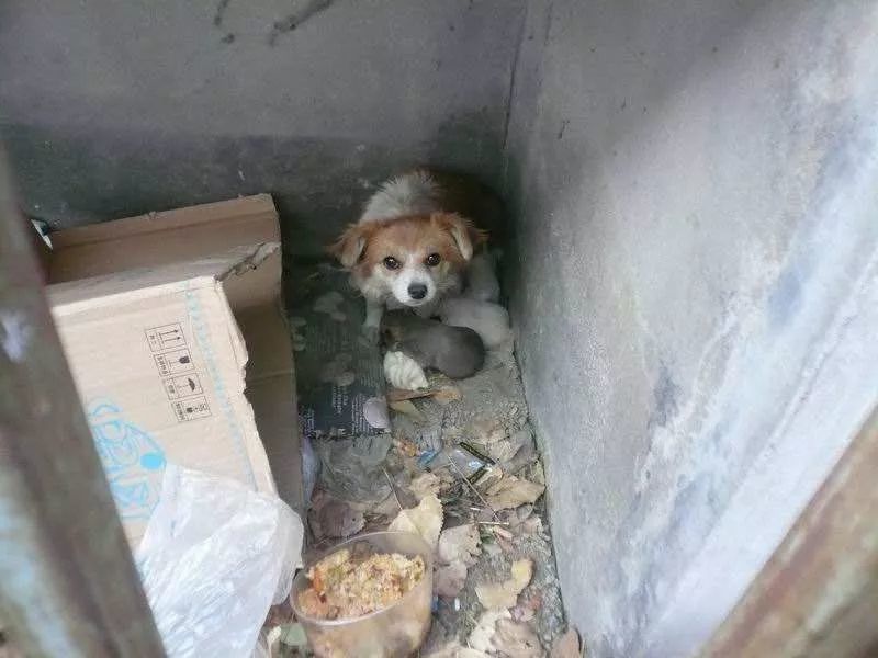 冬天的流浪狗为什么越来越少?知道原因的我哭了.