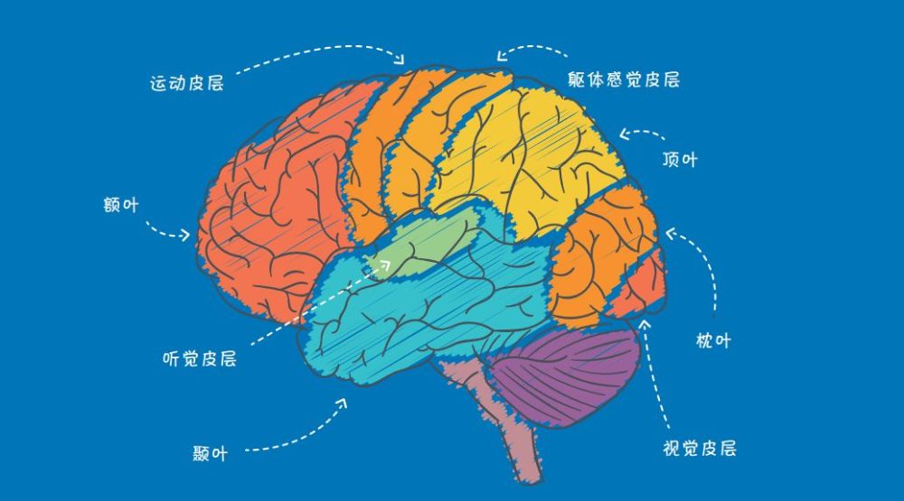 揭开06岁儿童教育脑科学的秘密非凡小狮教你4个正确育儿法