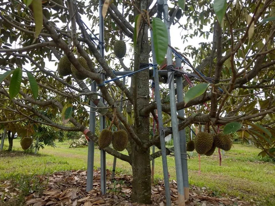 走进台湾榴莲种植地