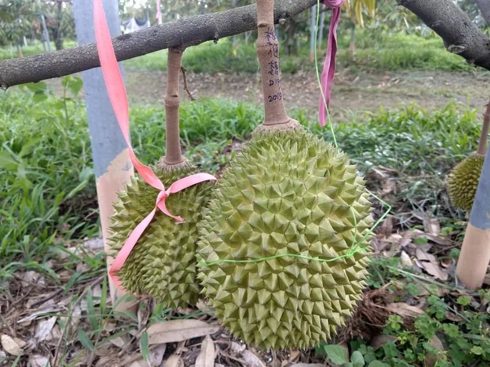 猫山王榴莲即将成熟,在屏东,五年树