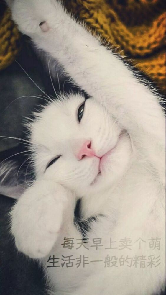 来一波治愈系喵爪 手机锁屏 猫咪的爪爪手机壁纸