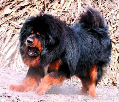 藏獒智商排名_狗狗智商排名