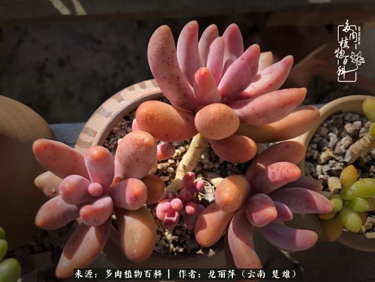 初冬时节,我和多肉有个约会!
