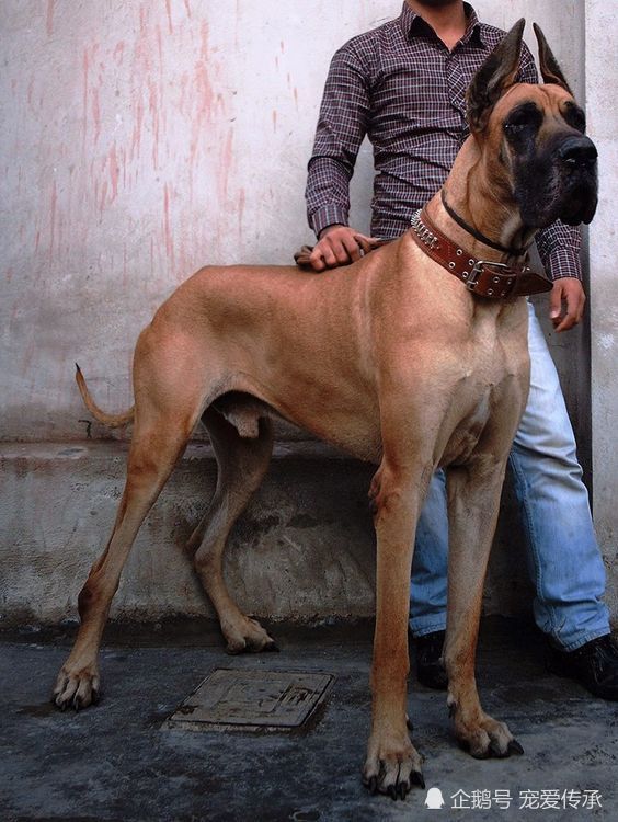 此犬是欧洲贵族身份的象征,却因为体型大,能吃,被中国