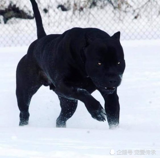 美国新型猛犬融入黑豹基因堪比罗威纳犬加强版