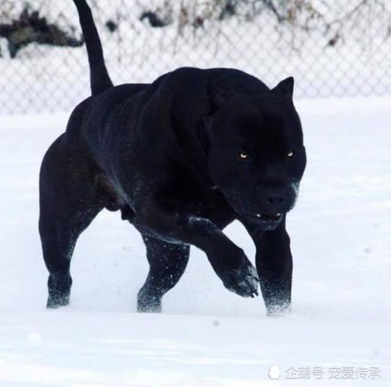 美国新型猛犬,融入黑豹基因,堪比罗威纳犬加强版