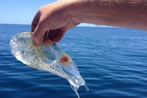 世界上最透明的鱼,比海水还要透彻,专家说赶紧放生!