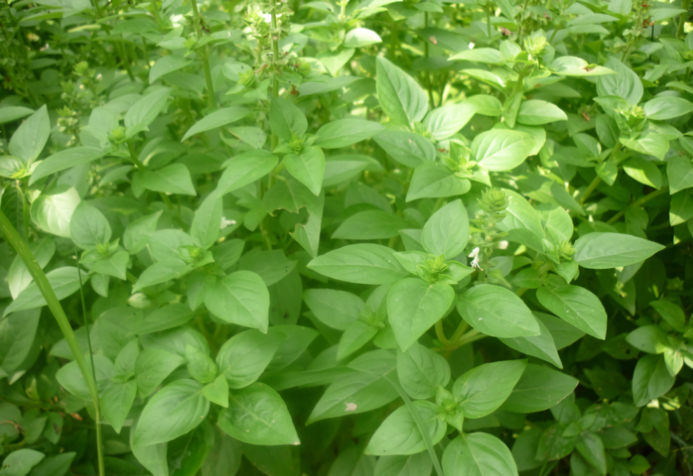 这种植物味道像薄荷,人称"鱼香菜",四川人一见就忍不住咽口水