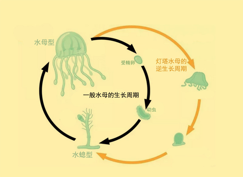 灯塔水母是如何实现永生的,是否违背了自然规律?