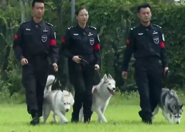 看民警们五天训练成警犬!