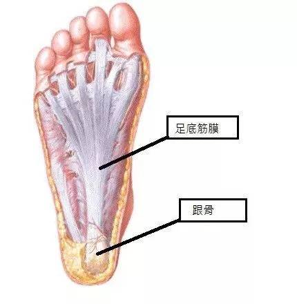 推荐 三个步骤改善足底筋膜炎