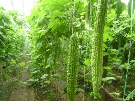 冬春茬苦瓜种植,冬季什么时间通风比较好?种植户需知