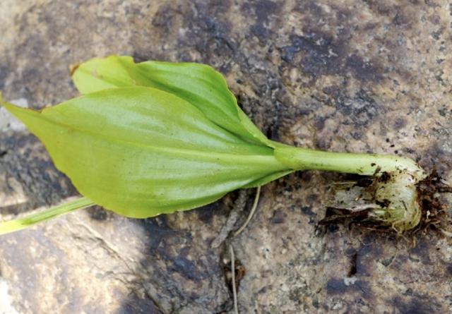 1种野草"个头小",名称是"羊耳蒜",长在石头缝里,植株