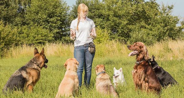 训犬招聘_上海最好的训犬学校 具体点(3)