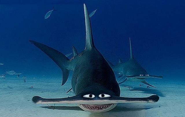 锤头鲨;好像这样的眼睛长得有点随便了啊?不过就是太搞笑了点.