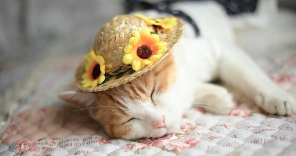 白猫排名_二哈和他的白猫师尊(2)