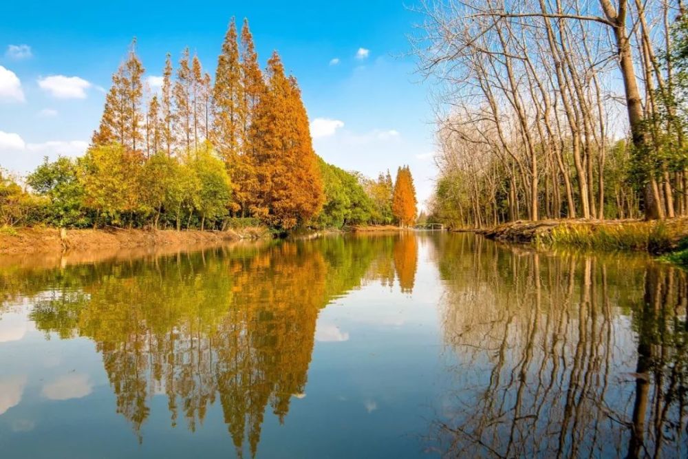 水杉才是当季最别致的风景!