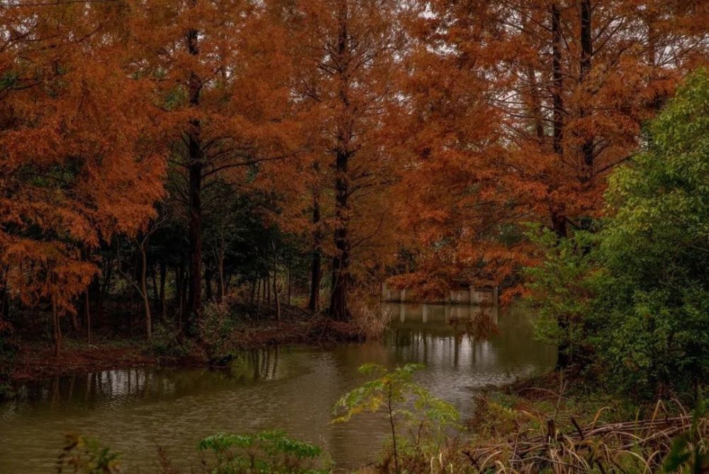 水杉才是当季最别致的风景!