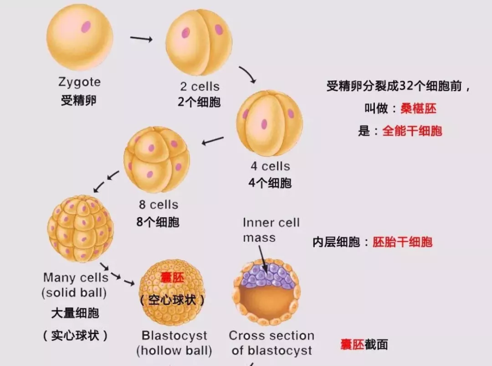 胚胎的碎片是卵裂球之间一些大小形态不同的颗粒,是胚胎发育过程中的