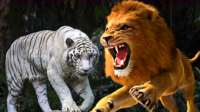 老虎大战狮子,到底谁更厉害?有没有什么可靠证据
