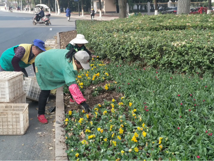 常德市园林工人栽花忙