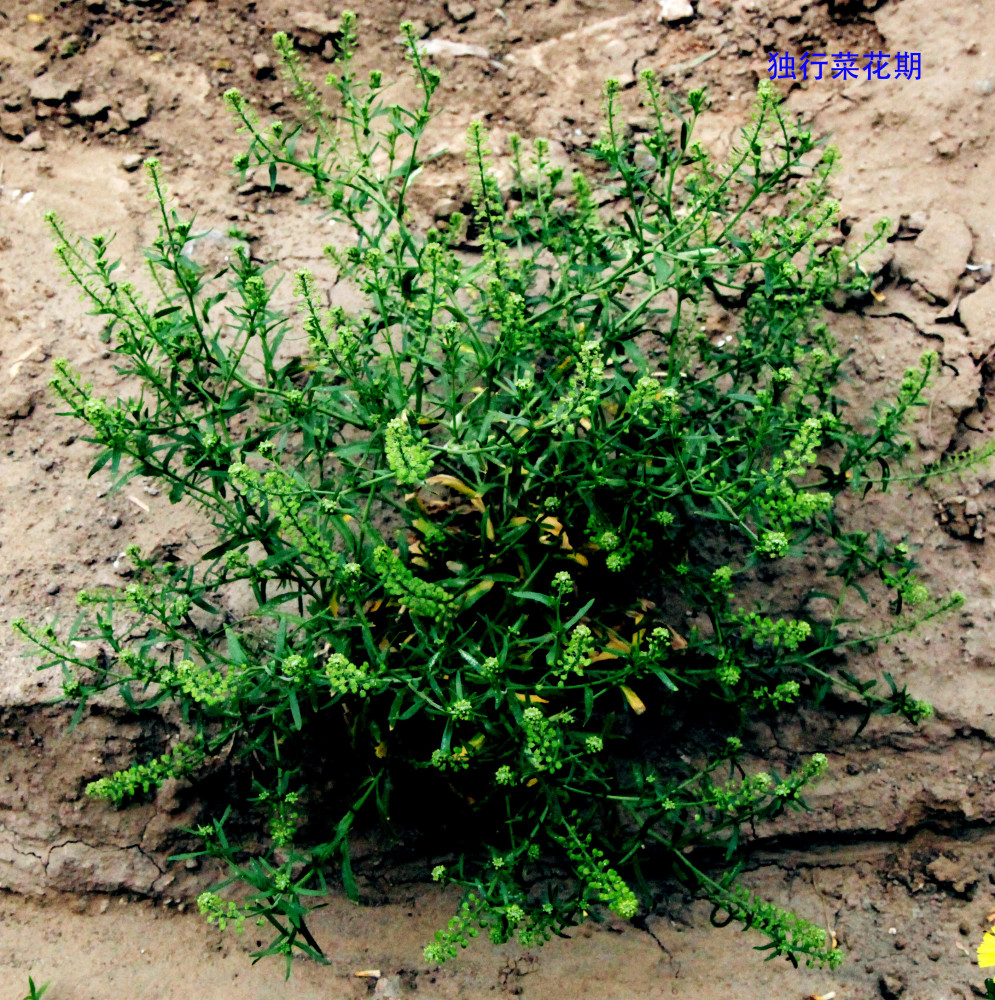 十字花科-独行菜-花,花序,花群体,果序,果群体,根,茎,叶