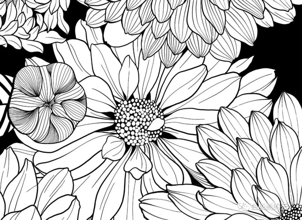 零基础线描画入门:分步骤讲解线描雏菊,快来临摹学习吧