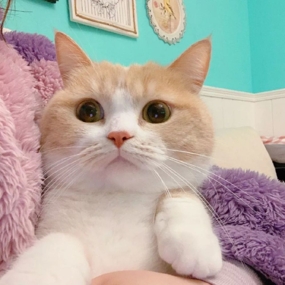 可爱萌宠猫咪头像 日益努力 而后风生水起