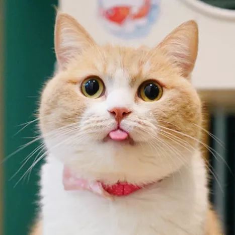 可爱萌宠猫咪头像 日益努力 而后风生水起