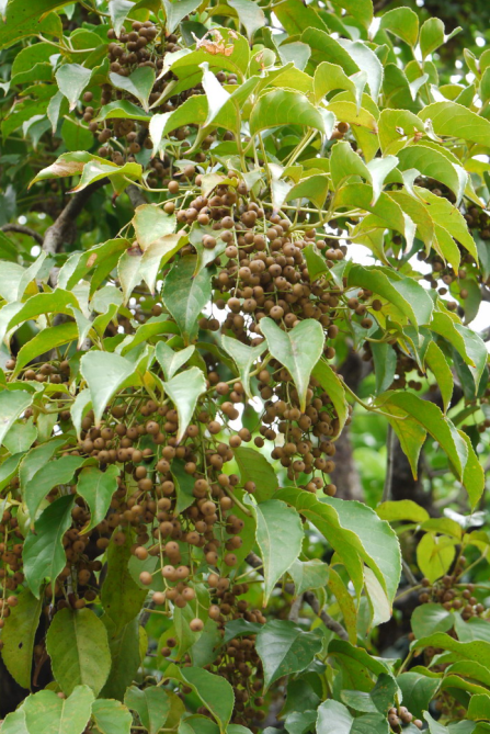 荒野维生野菜系列——重阳木
