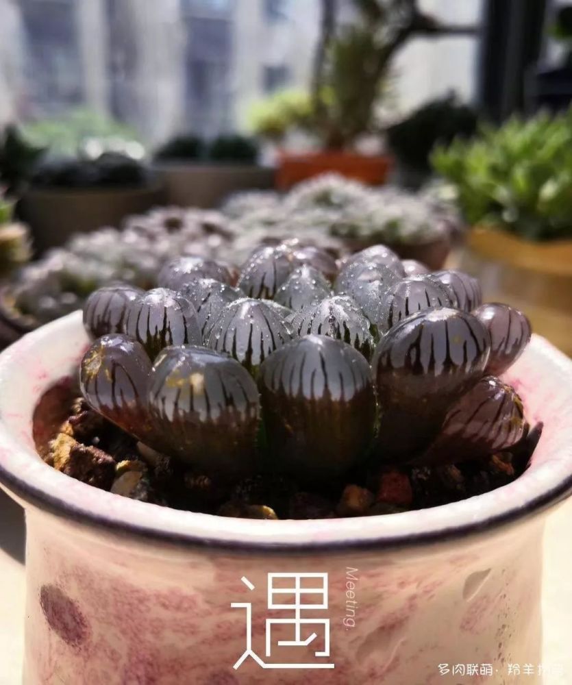 姬玉露