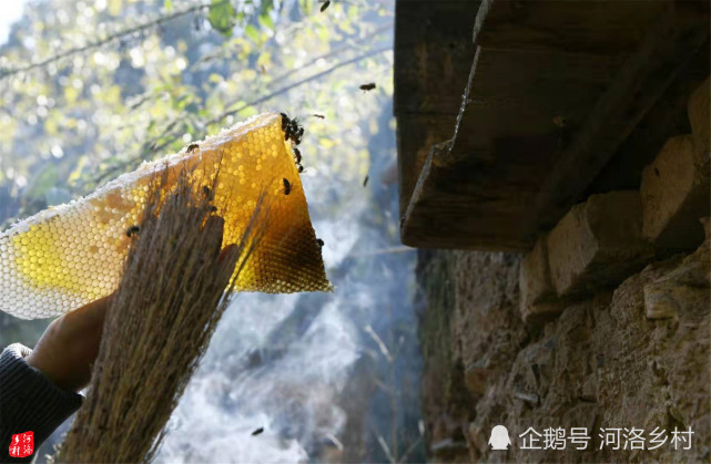刀割果用水下一半蜂脾,拿刷子轻轻扫掉上蚂蚁蜜蜂,放进旁边的小桶.百威广告为啥用面的图片