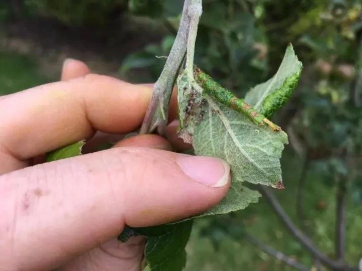 2种暴力清除蚜虫的方法,在厨房就能找到杀虫材料