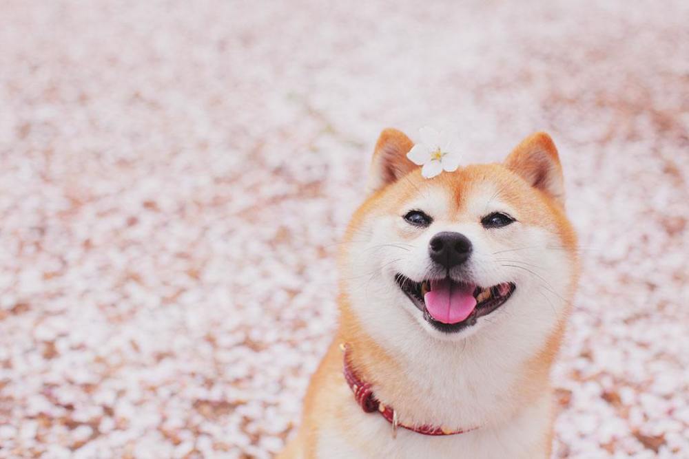 可爱呆萌柴犬壁纸,超萌的可爱柴犬,你也喜欢吗