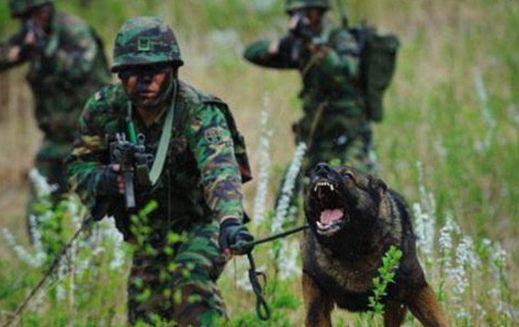 最"特殊"的兵种——军犬!虽然是狗,却活成了"英雄模样